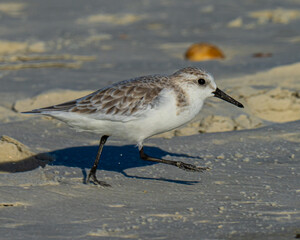 Sanderling walking on a Florida Beach