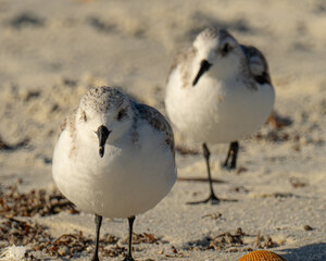 Sanderlings standing on a Florida Beach