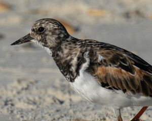 Ruddy turnstone close up portrait