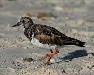 Ruddy turnstone close up portrait