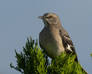 Northern Mockingbird perched in a Cedar tree
