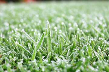 Close-up of dewy grass blades