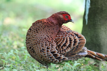Copper Pheasant (Syrmaticus soemmerringii intermedius) male in Kochi pref, Japan 