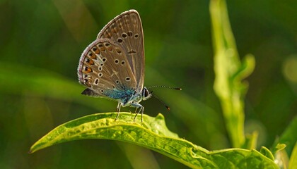 Obraz premium Butterfly perched on a leaf (1)