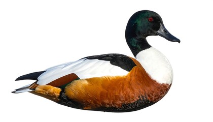A vibrant waterfowl with chestnut, white, and black plumage