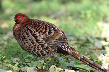 Copper Pheasant (Syrmaticus soemmerringii intermedius) male in Kochi pref, Japan 