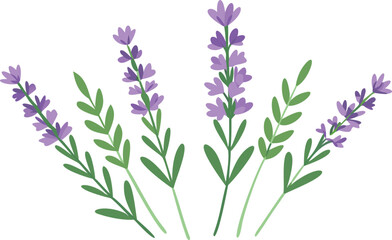 Lavender flowers arranged on a white background, showcasing their delicate purple hues and fine details.