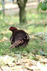 Copper Pheasant (Syrmaticus soemmerringii intermedius) male in Kochi pref, Japan 