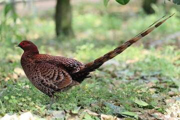 Copper Pheasant (Syrmaticus soemmerringii intermedius) male in Kochi pref, Japan 