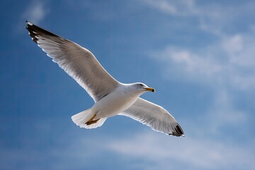 Obraz premium A seagull soaring against a vibrant sky
