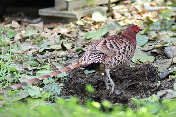 Copper Pheasant (Syrmaticus soemmerringii intermedius) male in Kochi pref, Japan 