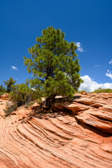 Ponderosa pine with long pine needles growing out of rock layers of orange sandstone rock wall, persistence and determination, as a nature background, Zion National Park, Utah
