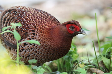 Copper Pheasant (Syrmaticus soemmerringii intermedius) male in Kochi pref, Japan 