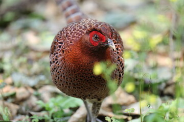 Copper Pheasant (Syrmaticus soemmerringii intermedius) male in Kochi pref, Japan 