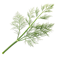 Naklejka premium Fresh dill isolated on transparent background, an aromatic herb for cooking and garnish