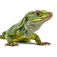 Fototapeta premium Realistic Lizard Isolated on Transparent Background