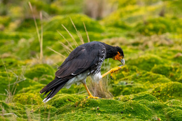 Carunculated Caracara on Green Moss