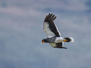 Carunculated Caracara in mid-flight against a cloudy sky