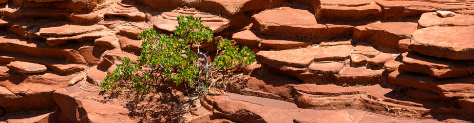 Cracked of layers of orange stone eroded out of rock layers of orange sandstone rock cliff wall, small bush growing out of stone, persistence and determination, Zion National Park, Utah
