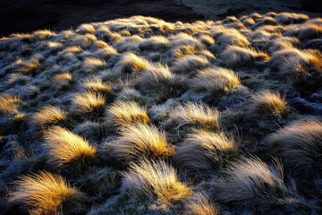 Golden grass field, frosted sunrise
