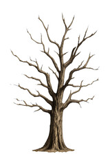 Obraz premium Weathered Leafless Tree High quality Realistic image