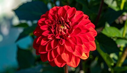 Close-up of vibrant red dahlia (1)