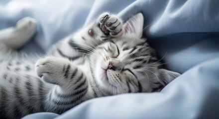 A sleeping tabby kitten curled up on a blue blanket with one paw raised in the air peacefully resting