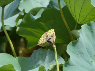 花の散った蓮の葉と花托
