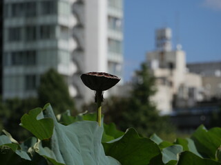 花の散った蓮の葉と花托