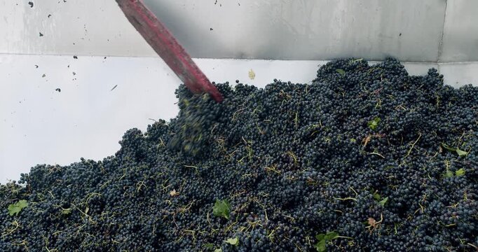 Wine factory, grape processing metal machine squeezing. Squeeze The Grape With The Press. Making Wine At Winery Grape sheller at the work with red grapes. Red grapes in the grape crusher machine.