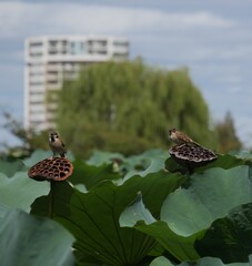 ハスの花托に止まっているスズメ