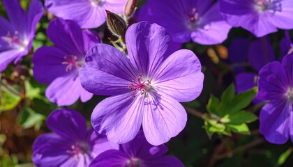 Fototapeta premium Close Up of Vibrant Purple Geranium Flowers in Natural Light