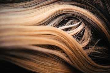 Naklejka premium Close-up of a Saluki dog with grizzle coat, silky ear fringe forming curved overlapping layers, detailed texture with natural shine.