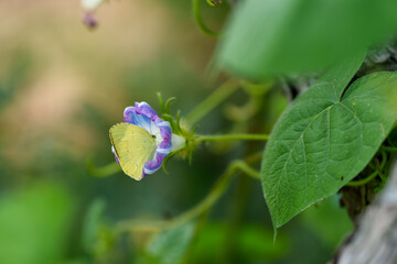 Close-up photo of a Common Grass Yellow butterfly feeding on nectar from a purple wildflower blooming in early summer.