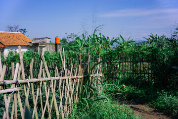 A Rustic Bamboo Fence Around a Lush Vegetable Garden in Rural Indonesia