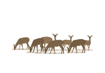 A herd of brown deer graze on grass some looking up against a white background