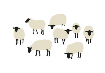 Eight sheep with black heads and legs stand on a white background
