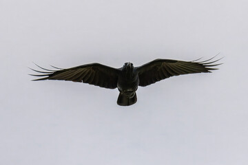 Glossy black Australian Raven in flight