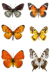 Obraz premium Isolated swallowtail butterfly macro on white background with yellow and black wings showcasing beauty of nature