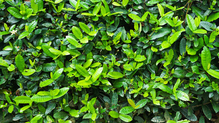 Obraz premium Tree Leaves on Branch – Natural Foliage, Botanical Detail, Greenery Background and Eco Nature Concept