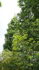 Tree Leaves on Branch – Natural Foliage, Botanical Detail, Greenery Background and Eco Nature Concept