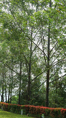 Obraz premium Tree Leaves on Branch – Natural Foliage, Botanical Detail, Greenery Background and Eco Nature Concept