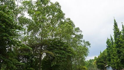 Tree Leaves on Branch – Natural Foliage, Botanical Detail, Greenery Background and Eco Nature Concept