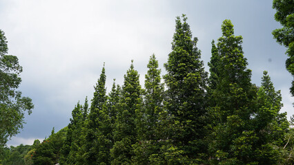 Tree Leaves on Branch – Natural Foliage, Botanical Detail, Greenery Background and Eco Nature Concept