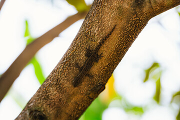 Camouflaged Common House Gecko Lizard Resting on a Tree Trunk