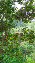 Tree Leaves on Branch – Natural Foliage, Botanical Detail, Greenery Background and Eco Nature Concept