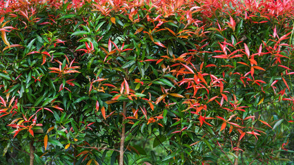 Tree Leaves on Branch – Natural Foliage, Botanical Detail, Greenery Background and Eco Nature...