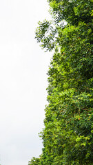 Tree Leaves on Branch – Natural Foliage, Botanical Detail, Greenery Background and Eco Nature Concept