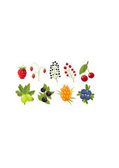 Collection twigs wild berries forest berry Vector.ai