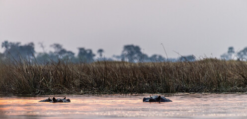 Telephoto of the head of two partially submerged hippopotamus, Hippopotamus amphibius, being...